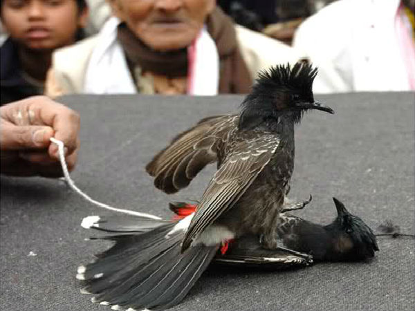 ಎರಡೆರಡು ರತ್ನ ಧರಿಸಿದ್ದರೆ