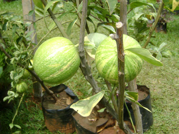 Application invited for horticulture training in Mudigere