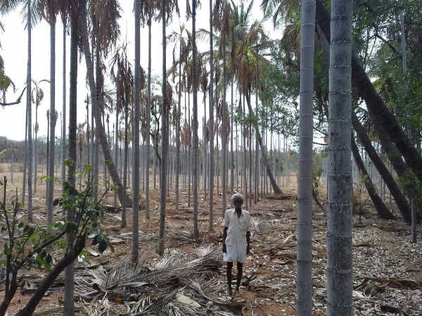 ಮಳೆ ಪ್ರಮಾಣ ಶೇ 25ಕ್ಕಿಂತ ಕಡಿಮೆಯಾದರೆ ಬರ