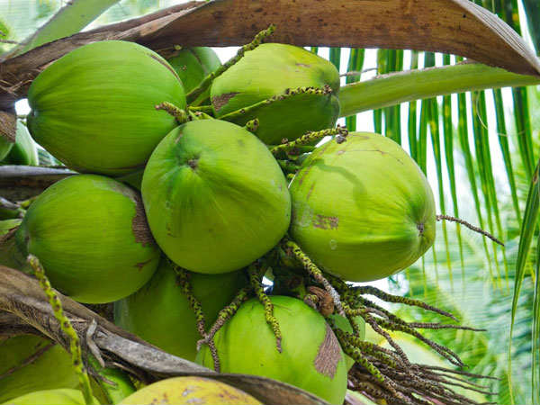 ತೆಂಗಿನ ತೋಟಗಳ ಅಭಿವೃದ್ಧಿ