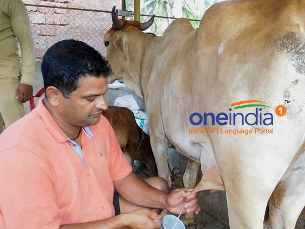 ದಿವಸಕ್ಕೆ 100 ಲೀಟರ್ ನಷ್ಟು ಹಾಲು 
