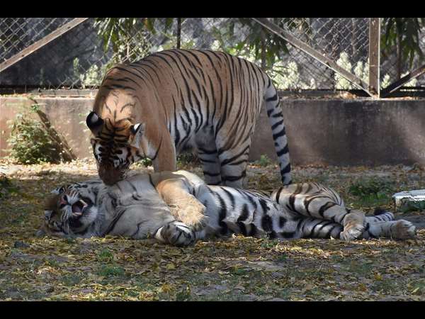 ಚಿಕ್ಕವಯಸ್ಸಿನಲ್ಲೇ ನರಭಕ್ಷಕ
