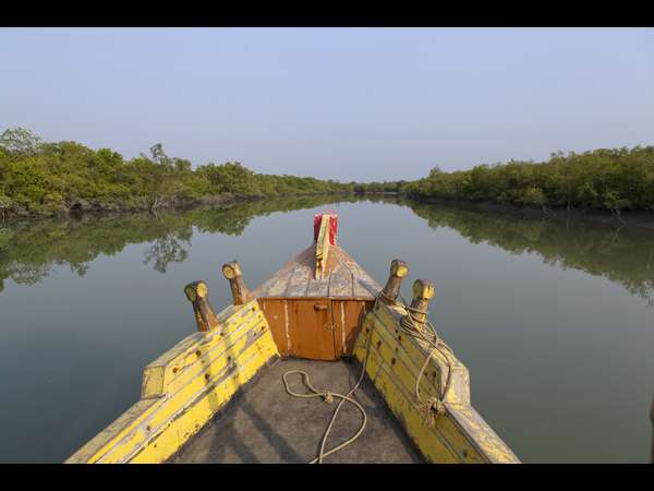 ಸುಂದರ್ಬನ್ಸ್ ಕಾಡಿನ ಹುಲಿಗಳಿಗೆ ರೋಷಾವೇಶ ಹೆಚ್ಚು