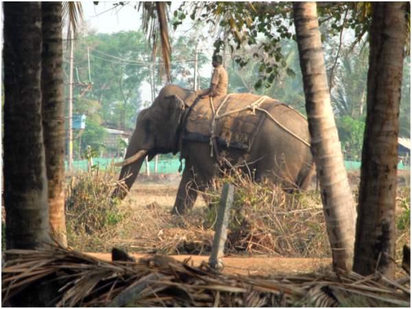 Tiger hiding in a banana farm has not found yet Tiger hiding in a banana farm has not found yet