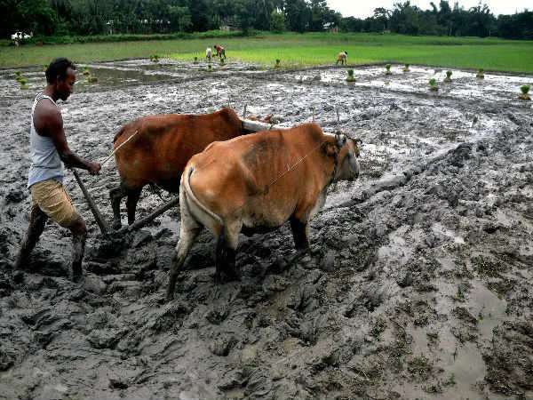 ಬೆಳೆ ನಿರ್ಧಾರಕ್ಕೆ ಸಹಕಾರಿ