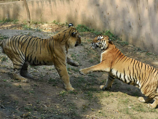 400 ಮಂದಿಯನ್ನು ಕೊಂದಿತ್ತು ಗಂಡು ಚಿರತೆ