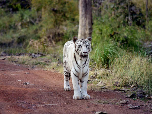 ಚಿರತೆ ಕೊಂದರು 