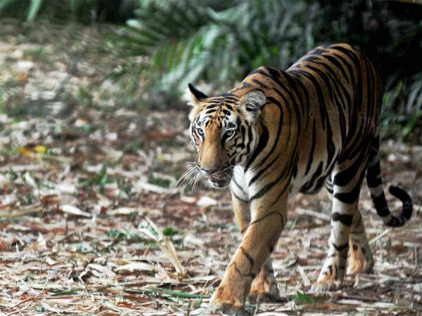 ಪಾಠ ಮಾಡಿದ್ದರು 