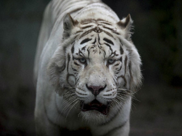 ಅಂತಃಕರಣದ ಮನುಷ್ಯ