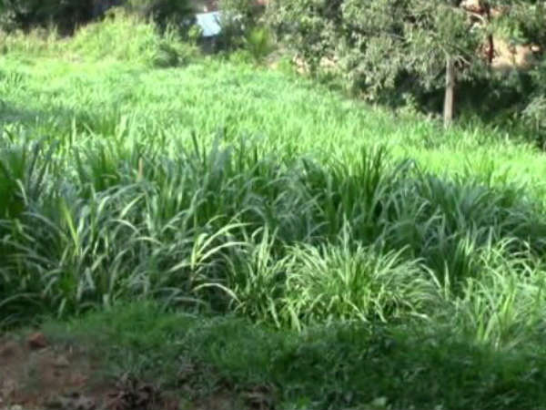 ಹಟ್ಟಿಯಲ್ಲಿ ಮತ್ತೇನಿದೆ..?