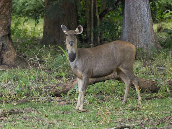 ಕೊಠಡಿ ಬಳಿ ಬಂದಿದ್ದ ಚಿರತೆ