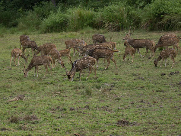 ಜಿಂಕೆಗೂ ಸಿಂಗಳೀಕಕ್ಕೂ ಸಾಮ್ಯತೆ
