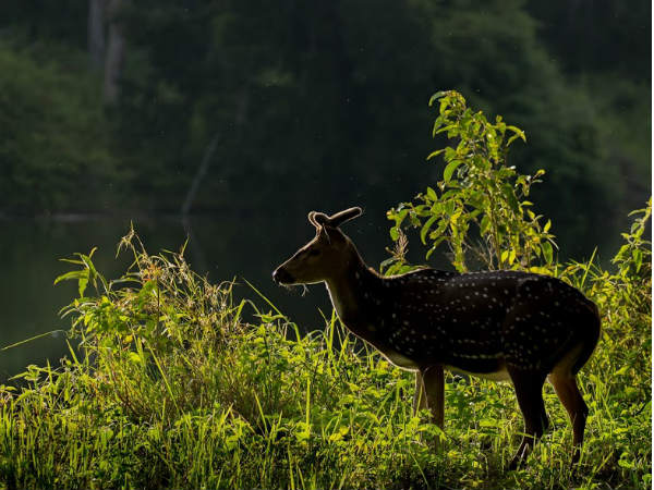 ಆನೆ ಕಾವಲು