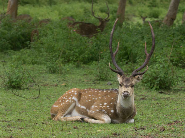 ಈಗ ಬಂಡೀಪುರದಲ್ಲಿ ಹಸಿರು