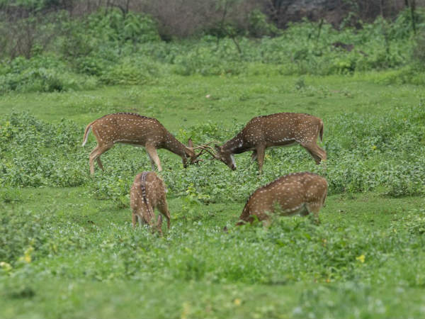 ಐನೂರು ಕೆಜಿ ತೂಗುವ ಕಡವೆ