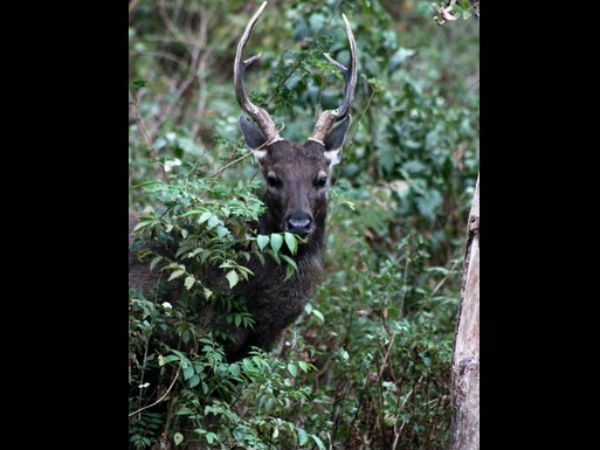 ಗುಂಪಿನಲ್ಲಿರುವ ಕಡವೆಗಳು