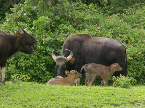 ಕಾಟಿಗಳೂ ಉಂಟು
