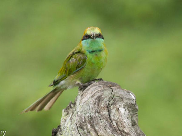ನಾಗರಹೊಳೆ ಮತ್ತು ಬಂಡೀಪುರದಲ್ಲಿ 2000 ಕಾಟಿ