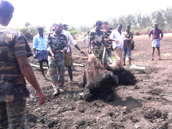 Bison rescued by forest department staff in Bandipur