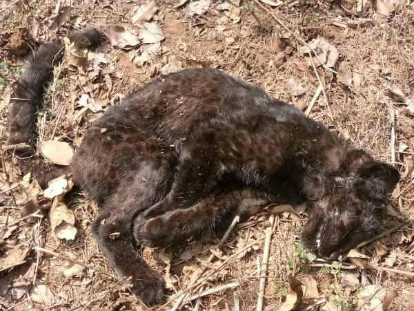 Five deer, seven wild goats found dead in Nagarhole forest Five deer, seven wild goats found dead in Nagarhole forest