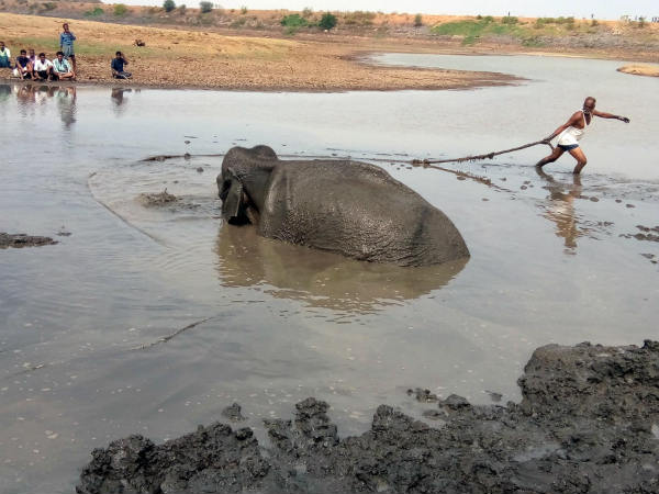 Wild elephant trapped in lake rescued by forest department staff