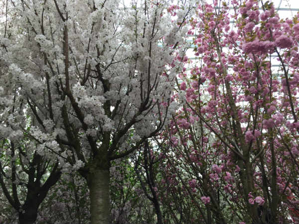 Cherry blossom at Gardens by the Bay in Singapore