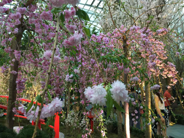 Cherry blossom at Gardens by the Bay in Singapore