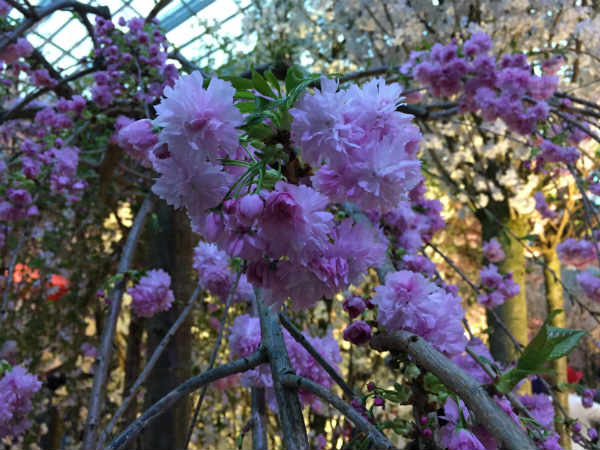 Cherry blossom at Gardens by the Bay in Singapore