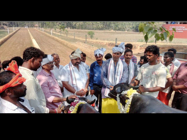 Popular Aikala Kambla Cancelled at Mulki in Mangaluru