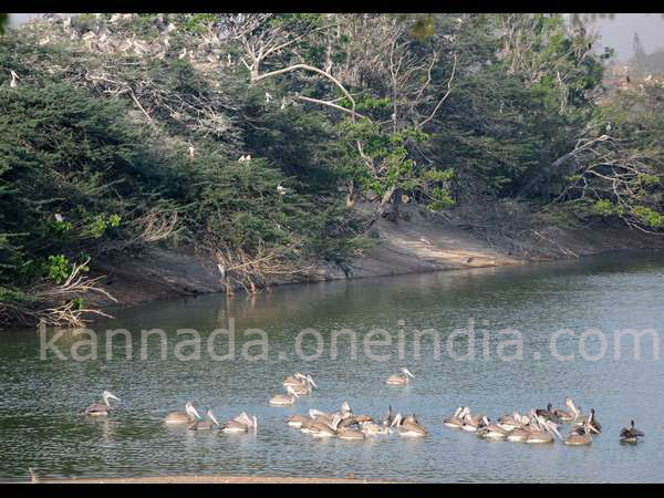 Dist administration halts de-silting at Kukkarahalli Lake