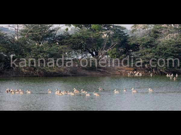 Dist administration halts de-silting at Kukkarahalli Lake