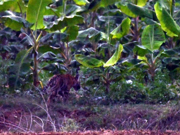 A tiger in a banana farm in Mysuru!