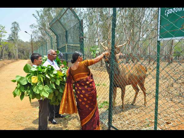A heartmelting story of a stag