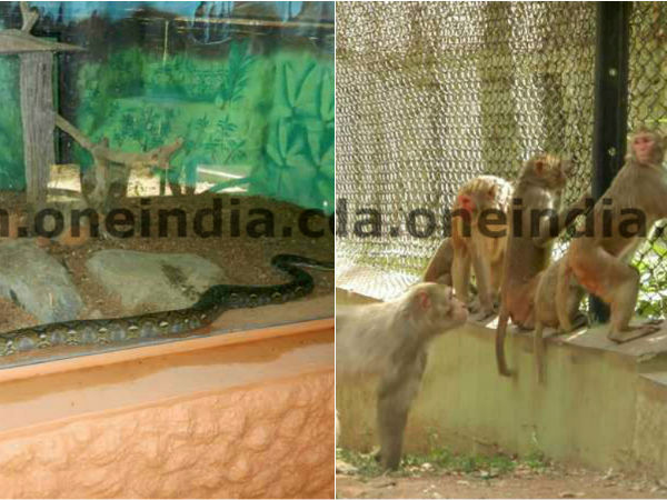 Mysuru zoo welcomes some new animals today 