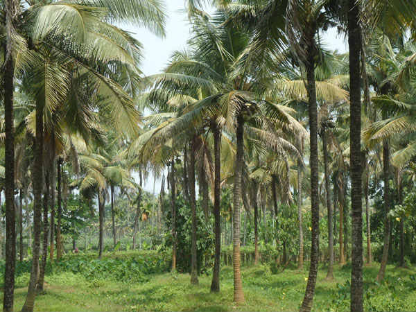 ಯಾವ ಮರವಾದರೂ ಒಕೆ