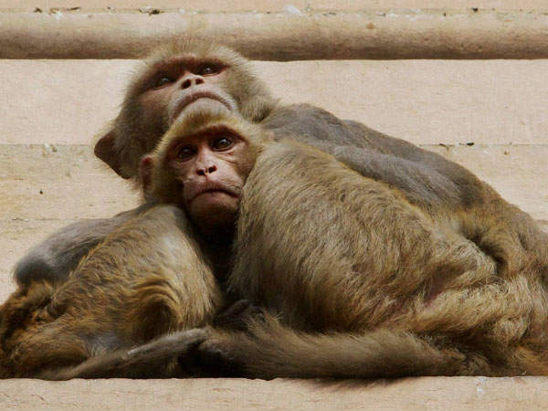 35 more monkeys dead in mandya 35 more monkeys dead in mandya