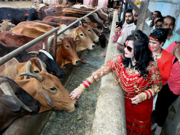 ಅಮೃತ್ ಸರದ ಗೋ ಶಾಲೆ