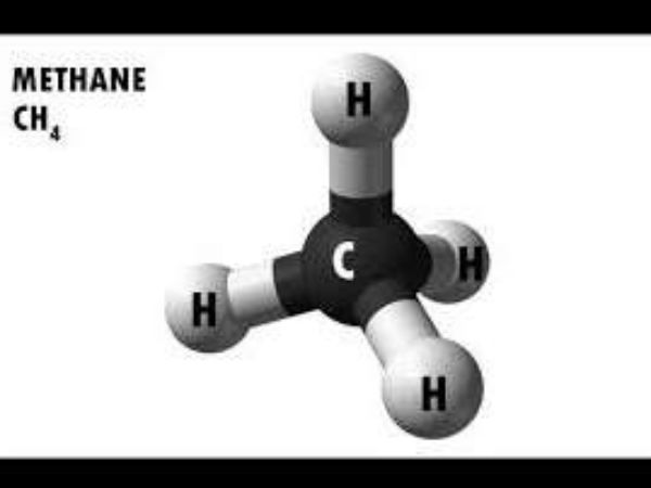 ಆ ಜೀವಿ ಪ್ರಾಣಿಯೇ ಆಗಿರಬೇಕೆಂದಿಲ್ಲ 