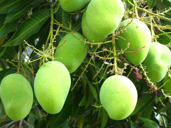 Karntaka may export 10 thousand tonnes of Mangoes Karntaka may export 10 thousand tonnes of Mangoes