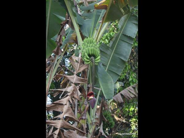 ಸಂಪೂರ್ಣ ಬಾಳೆಗೊನೆ ಅರ್ಪಣೆ