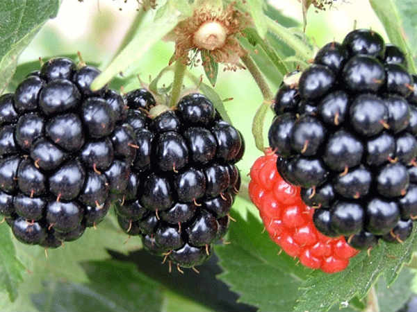 ಡಯಾಬಿಟೀಸ್‍ಗೆ ರಾಮಬಾಣ