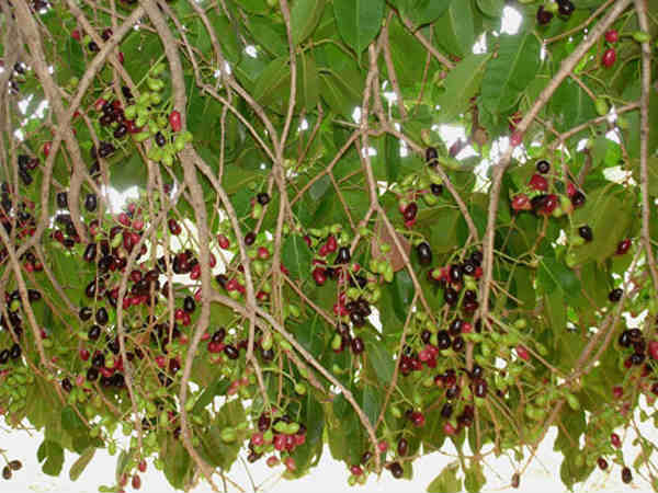  ಶ್ರೀಕೃಷ್ಣನಿಗೆ ಇದು ಪ್ರಿಯ