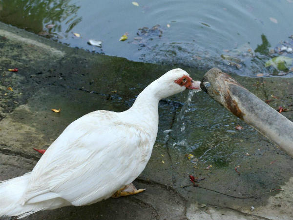 Tips to minimise the impact during the heat wave Tips to minimise the impact during the heat wave