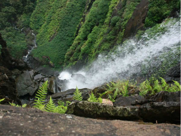 No entry to Agumbe forest as King Cobra numbers raises