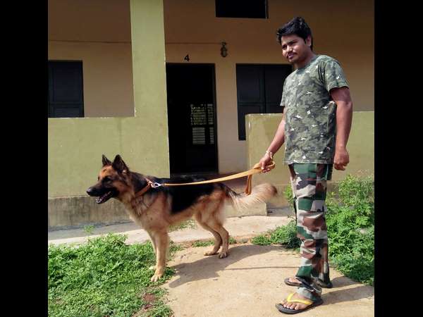 A Dog working as detective in Bandipur National park