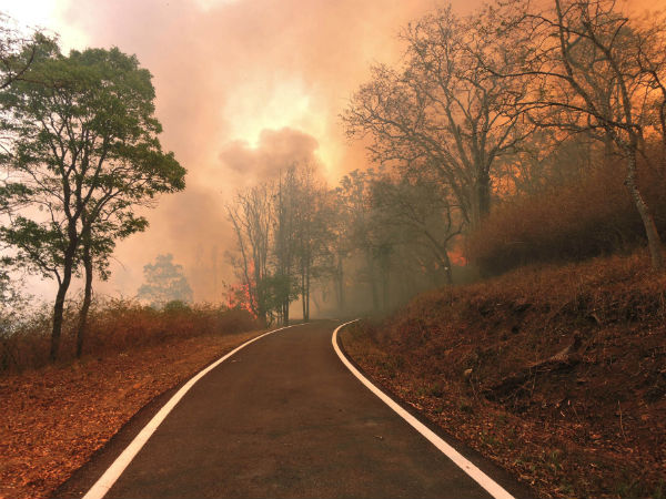 Fire destroys forest in Biligiri Rangana Betta Fire destroys forest in Biligiri Rangana Betta