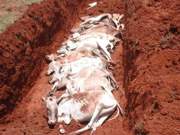 13 Cattle died in one day at Hanur Chamarajanagar district 13 Cattle died in one day at Hanur Chamarajanagar district