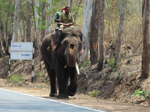 Elephant panic by camera, ran out to forest