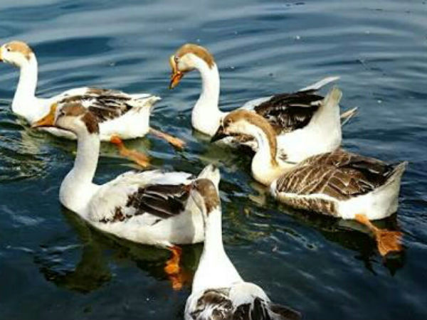 Mangaluru: Authorities installed sprinklers for animals in Pilikula Zoo 