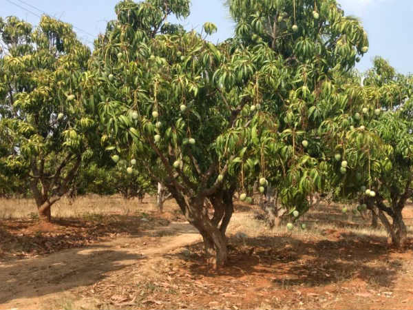 Mango picking tourism on April 23rd